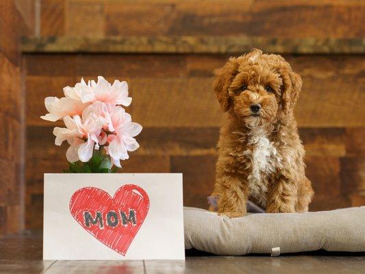 MIni Goldendoodle