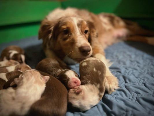 Rangeline Ranch Australian Shepherds