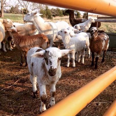 The Henrys' Plant Farm