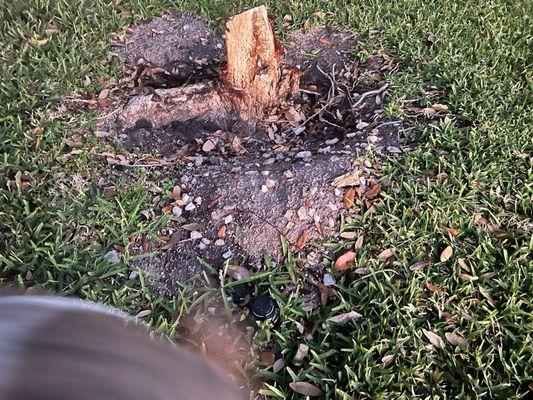 All Budget Trees and Lawn Service