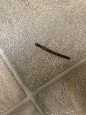 a worm found on the floor of my apartment.