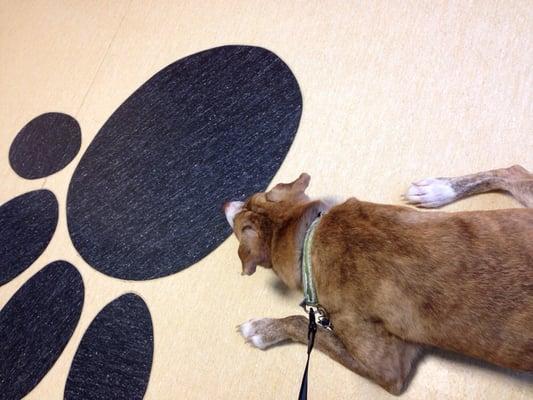 Friendship Animal Hospital