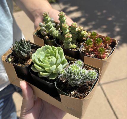 Wide variety of succulents including haworthiopsis, echeverias, crassulas and sedum.