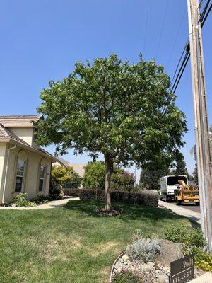 Professional Tree Service USA
