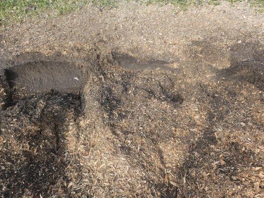 Nunez Stump Removal N More