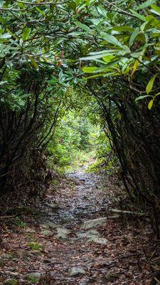 Rhododendron tunnel choke creek nature trail