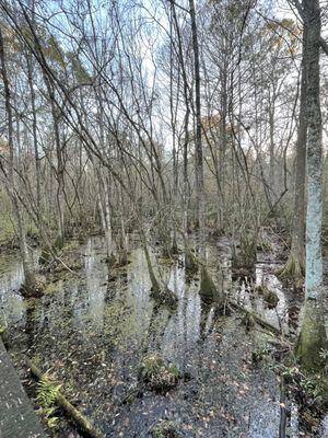 Reed Bingham State Park