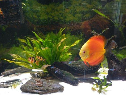 Cindi's Pet & Aquarium Center