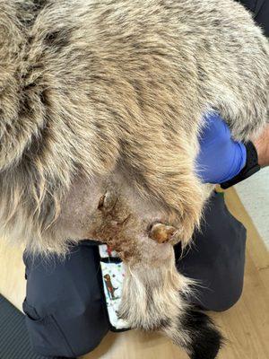 New Tampa Animal Hospital