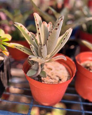 "Meet the Furry Favorite: Panda Paw, with its unique, fuzzy leaves, adds a touch of charm and softness to any plant collection!"