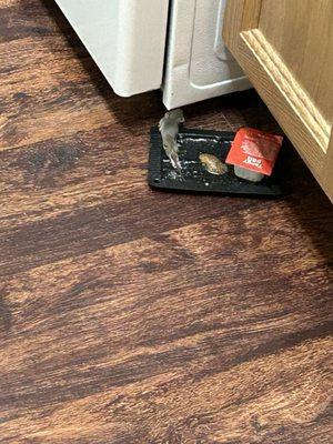 George Schnader L Jr