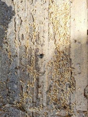 All Pro Pest Control