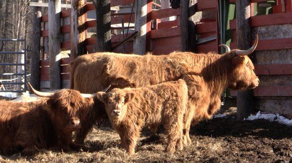 Yankee Farmer's Market
