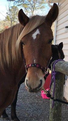 Southern MD Veterinary Chiropractic and Acupuncture