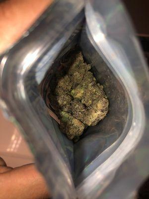 Jokers 31 By Field Family