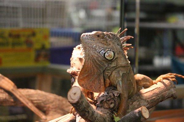 Come and meet King Hermann, our resident Green Iguana!