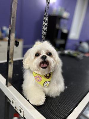 Yogis playhouse and grooming