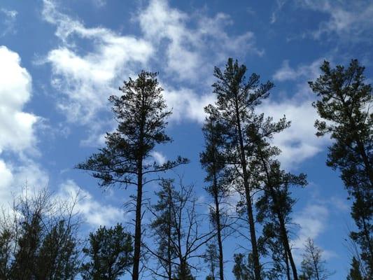 Huntersville State Forest