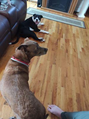 Raytown Animal Hospital
