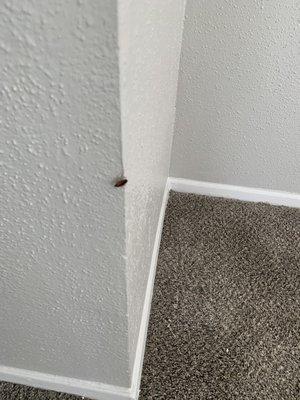 The Lenox apartments is infested with roaches and they are thieves