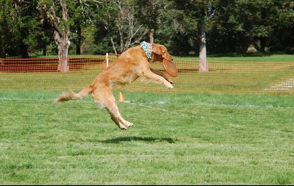 Beastie Pals Pet Care