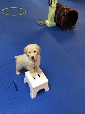 Hole in the Wall Dog Training Academy