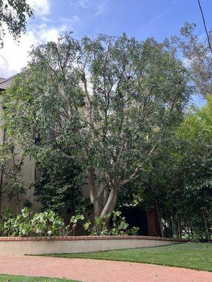 Cedar Lake Gardening Services