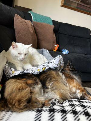 Northwind Animal Hospital