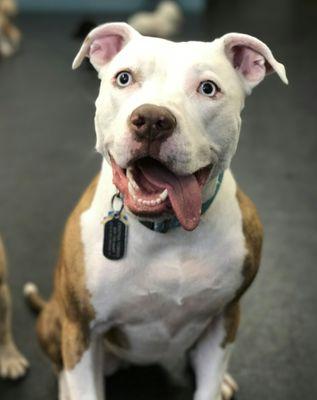 Active! Dog Daycare and Boarding