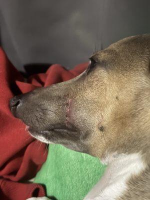 Ohio Valley Veterinary Hospital