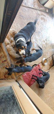 The scary dogs the landscapers need coddling over