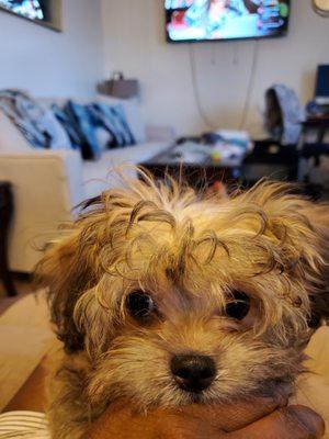 Sylvia's Pet Grooming Services