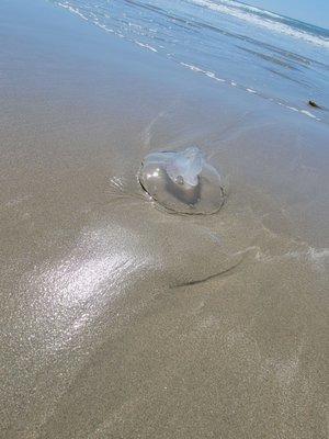 Morro Strand State Beach