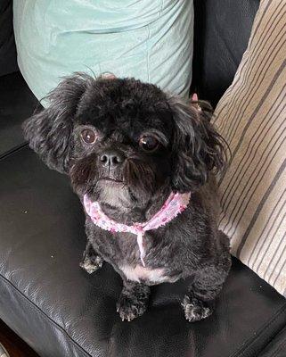 Groomingdale's Pet Spa