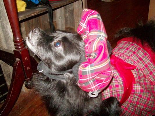 Angel just found a Great Vet, and when she needs care again She will be back  to Cy fair pet clinic