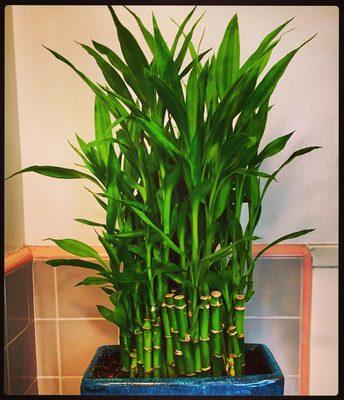 U&I has the best bamboo in Chinatown!