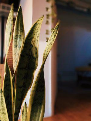 plant medicine
Lakeview wellness studio