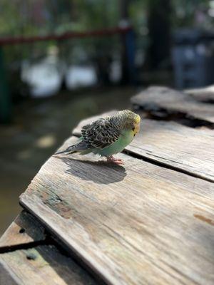 The Girls Strawberry Patch