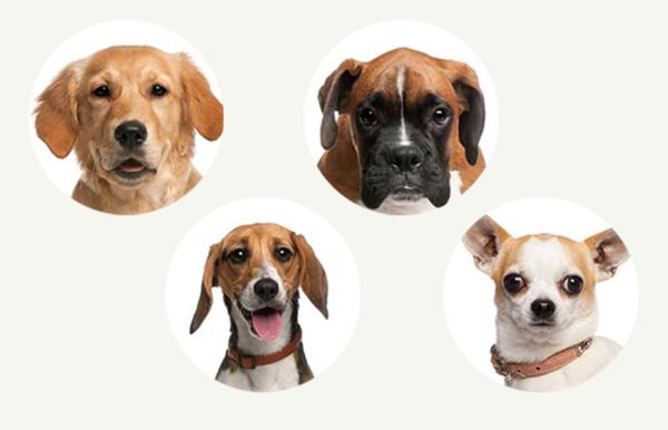 All Different Breeds Are Welcome
