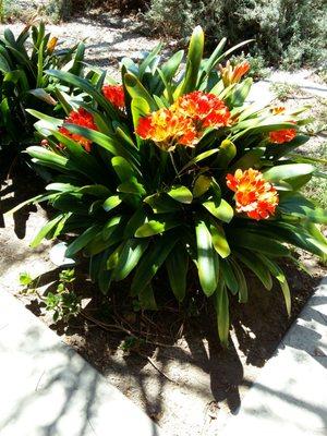 King of Glory Lutheran Church-Elca