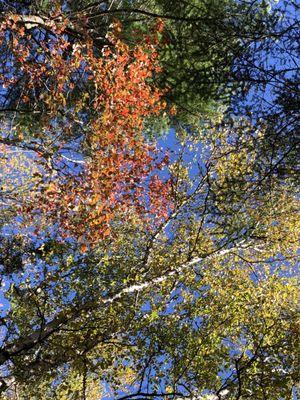 Looking up at a stunning autumn sky