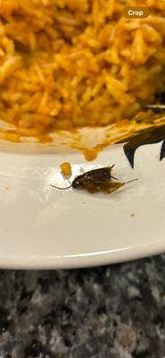 Bawarchi Indian Cuisine