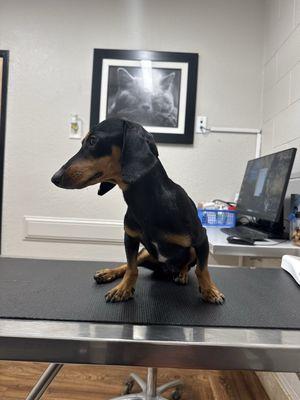 Walker Veterinary Hospital