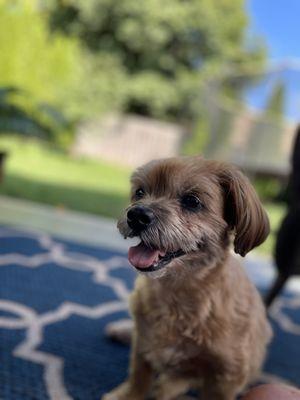 It’s Good To Be Home Pet Sitting