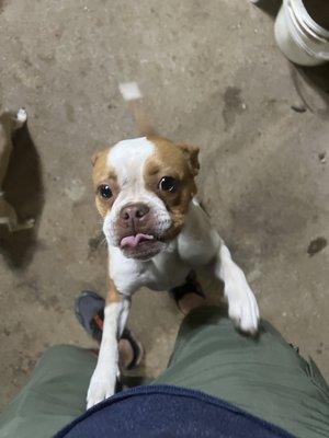 One of the puppies up for adoption