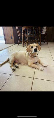 Pachar Veterinary Hospital PC