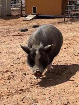Best Friends Visitor Center