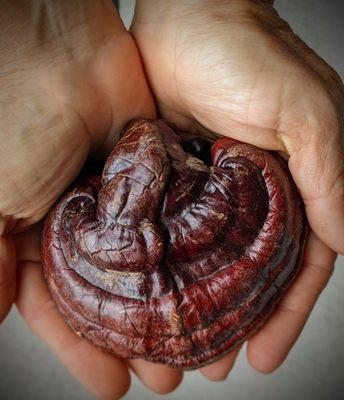 Reishi, one of the most prized adaptogenic Chinese herbs