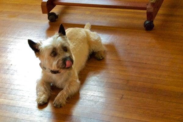 Look how perfectly trimmed his ears are... miraculous (: