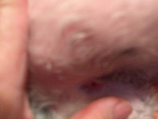 I found this cut on my dog after I had taken him home.